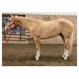 GOOD N INTOXICATED APHA Palomino Overo Gelding