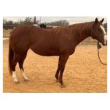 ILL BE UR LOIS LANE AQHA Sorrel Mare