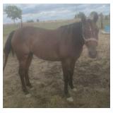 SCARLETT GIN RP AQHA Bay Mare