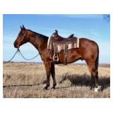 PEPTOS DEL CIELO AQHA Bay Gelding