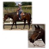 JUDICIAL ORDER AQHA Bay Gelding