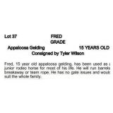 FRED GRADE Appaloosa Gelding