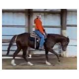 ONLY INTOXICATED AQHA Chestnut Solid Mare