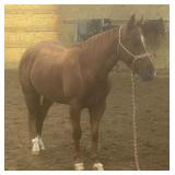 KAT REYZ AQHA Sorrel Mare