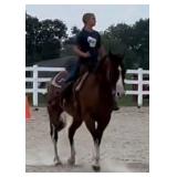 HOT SCOTCH LOTTO APHA Bay Overo