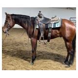 ITS ALL ABOUT ME AQHA Bay Gelding