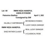 RMW HEZA HANDFUL AQHA Palomino Stallion