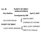 PLENTY OF SWAY AQHA Dun Stallion