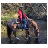 WYOS RED ROSE AQHA Red Roan