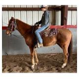 ROCKY THREE SOCKS AQHA Sorrel Gelding