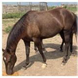 MS ELLA BLACKWOOD SK AQHA Black Mare