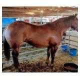 SMOKE A LITTLELINDY AQHA Sorrel Mare