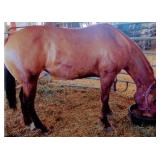 QUEEN BLAKEWOOD AQHA Red Dun