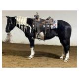 GEORGE Grade Blk&wht Tobiano Paint