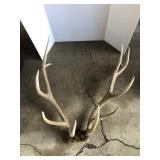 Bull elk antlers