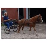 TONY THE PONY Sorrel Gelding 14 Years Old