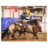 Live Cover Breeding CATS RAWHIDE