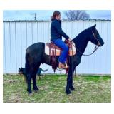 BATMAN Friesian Pony Cross Black Gelding 3 Yr Old
