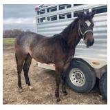 FIGHTING FRITZ AQHA Buckskin Stallion 2024