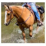 STRETCH SUGAR BAR AQHA Palomino Gelding 2014