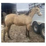 DYLANS DREAM AQHA Buckskin Stallion 2024