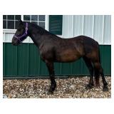 LOKI Friesian Cross 4 Years Old