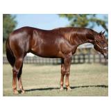 GREAT TIME TO SLIDE AQHA Chestnut Colt 2022