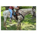 KIDOS MOST VALUABLE PONY Chestnut Leopard Mare 06