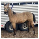 APRILS DELIGHT AQHA Sorrel Mare 2024