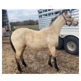 SAGE GRADE Buckskin Filly