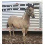 FIRE DREAMIN GOLD APHA Buckskin Paint Stallion 24
