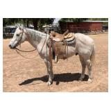 RH HICKORY DEL CIELO AQHA  Gray Gelding 2013
