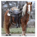 TOASTY GRADE PONY Sorrel Mare 5 Years Old
