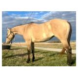 JCI LIL HICKORY ROO AQHA  Buckskin Mare 2022