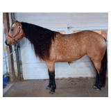 MFDRIFTN PEPTOSCRIPT AQHA Buckskin Mare 2021