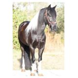 OREO Black Tobiano Gelding January 1, 2018