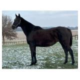 LOOKN EVEN FINER Thoroughbred Dark Bay Mare 07