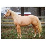 SS SHINERS PALE FACE AQHA Palomino Mare 2022