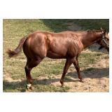 PREMOS BIG RED AQHA Sorrel Stallion 2023