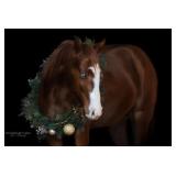 PR BRIGHT CITY LITES AQHA  Chestnut Mare 2022