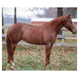 REYSDUBLSMOKINANNIE AQHA  Chestnut Mare 2020