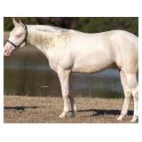 CS AMADEUS AQHA Grey Stud 2022