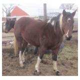 DRUS N CATZ DAKOTA APHA Tobiano Bay Mare  2017