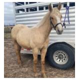 QUE THE MONEY AQHA Palomino Stallion 2024