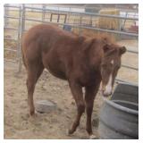 METALLIC N MOONSHINE AQHA Chestnut Stallion 2024