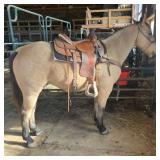 GRADE Buckskin Gelding 12 Years Old