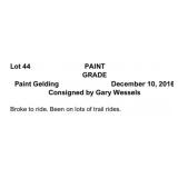 PAINT GRADE Paint Gelding 2016