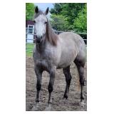 CATS PLAYN WITH GUNS AQHA Gray Mare 2018