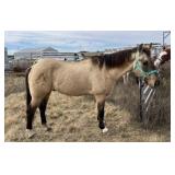 CHIEF GRADE Grullo Gelding 18 Years Old