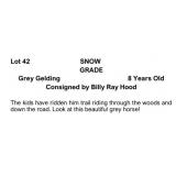 SNOW GRADE Grey Gelding 8 Years Old